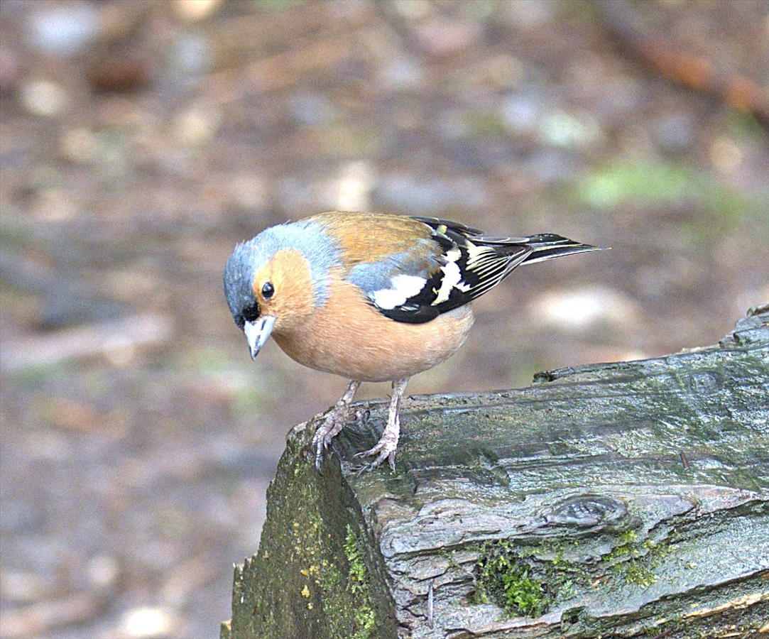 Chaffinch 1     -     Pat Hamer